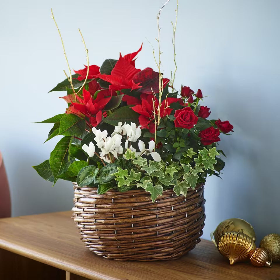 Christmas Planted Arrangement