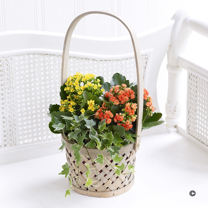 Kalanchoe Basket - Abi's Arrangements Ltd