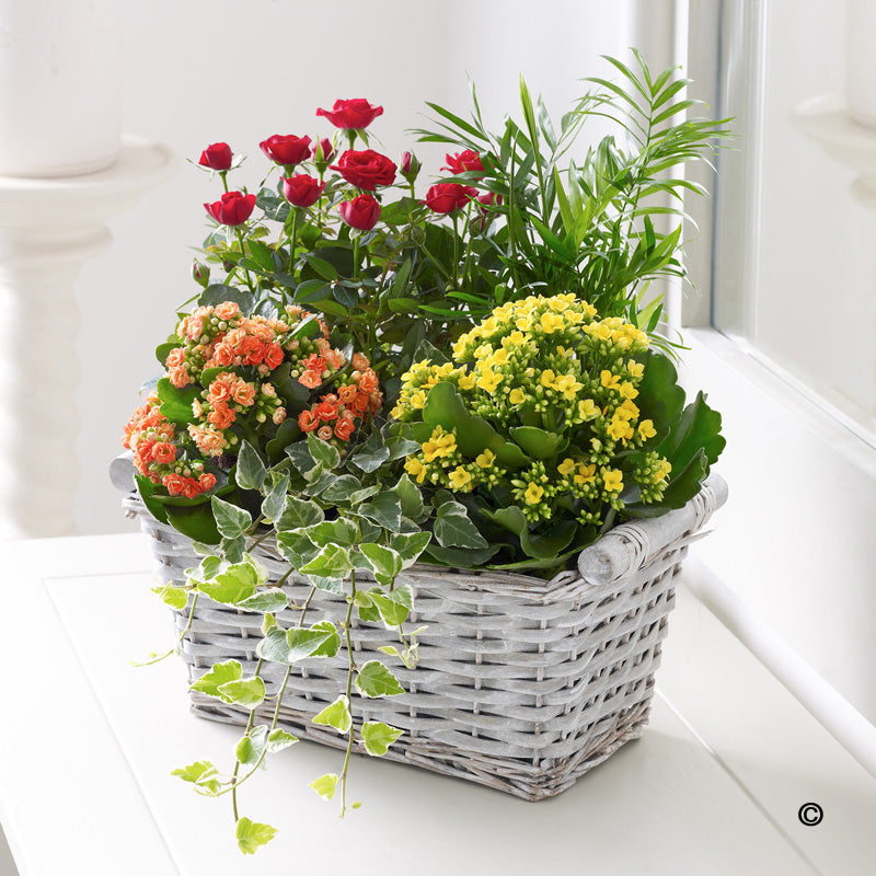 Kalanchoe and Rose Trug - Abi's Arrangements Ltd