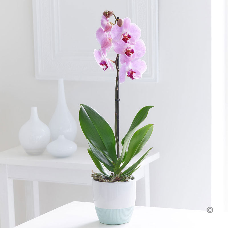 Orchid Plant - Abi's Arrangements Ltd
