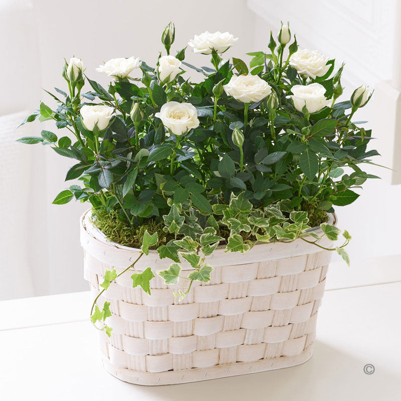 Classic Rose Plant - White - Abi's Arrangements Ltd