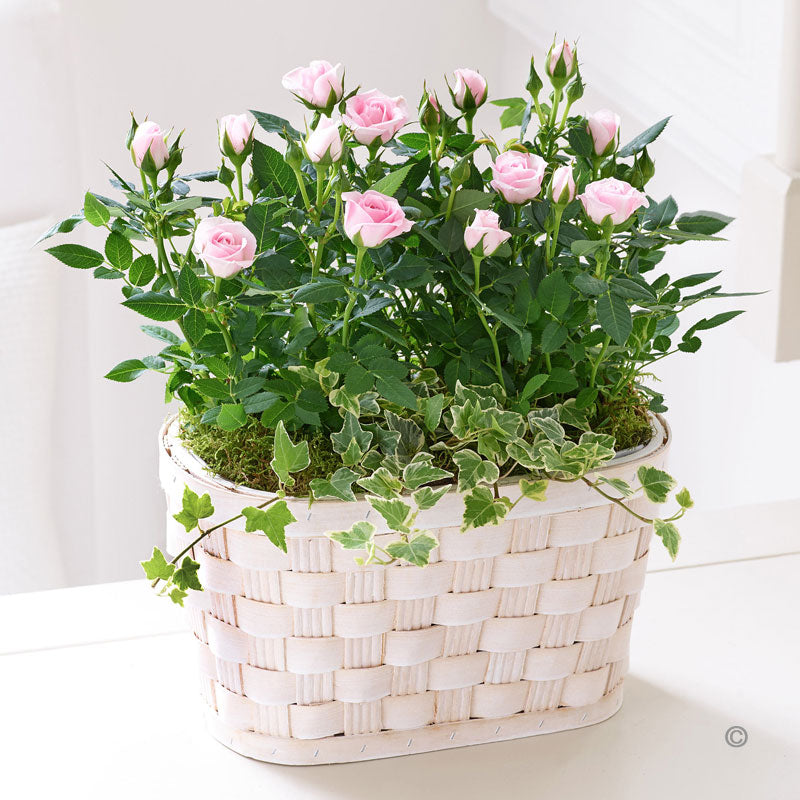 Classic Rose Plant - Pink - Abi's Arrangements Ltd