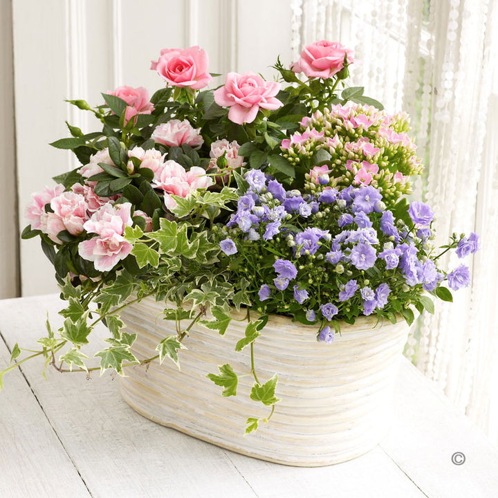 Planted Basket Arrangment - Abi's Arrangements Ltd