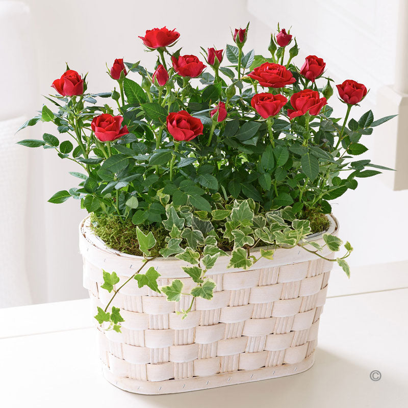 Classic Rose Plant - Red - Abi's Arrangements Ltd
