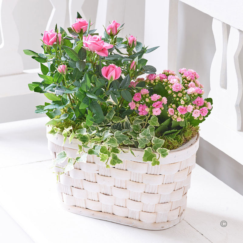 Rose and Kalanchoe Planted Basket - Abi's Arrangements Ltd