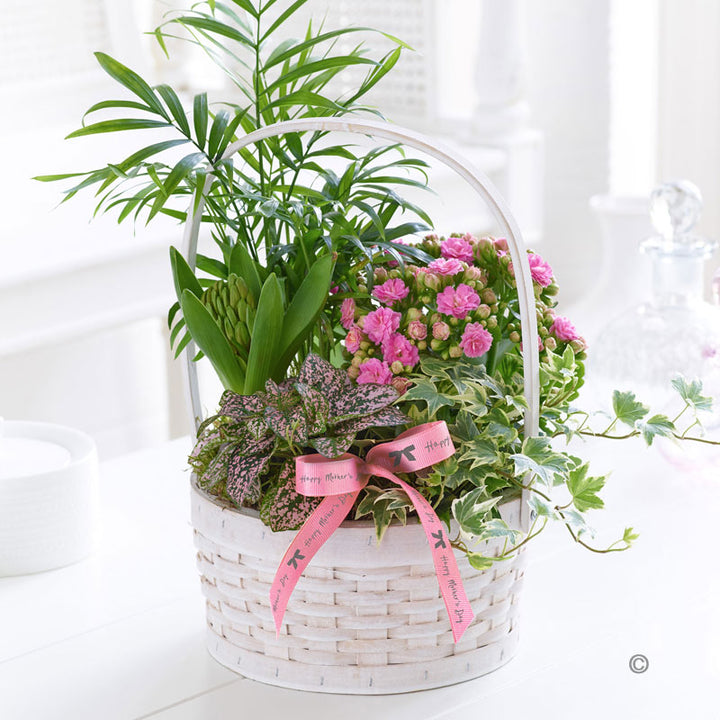 Mother's Day Planted Basket - Abi's Arrangements Ltd