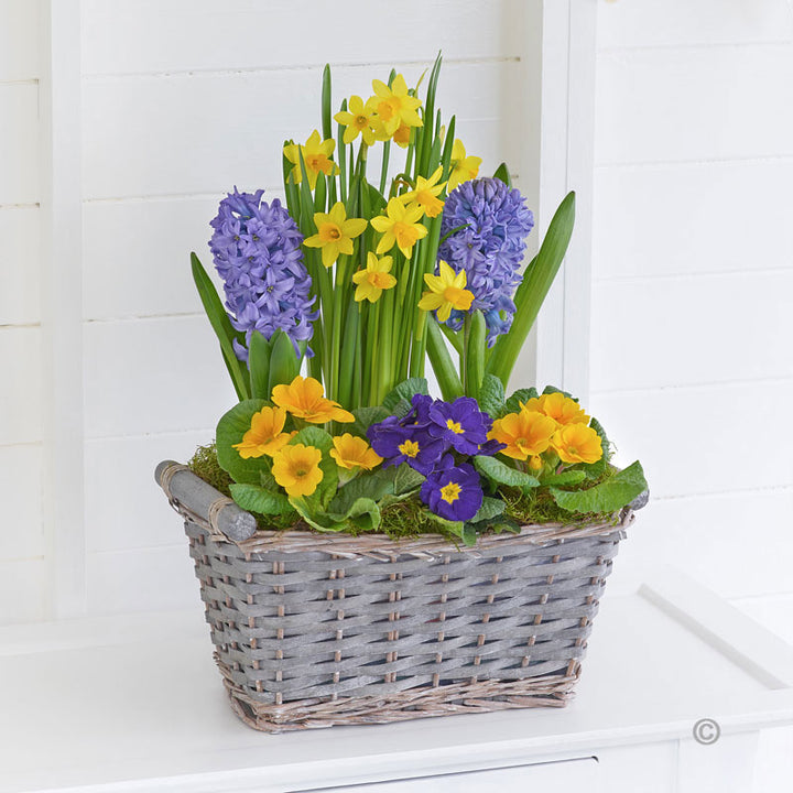 Classic Spring Basket - Abi's Arrangements Ltd