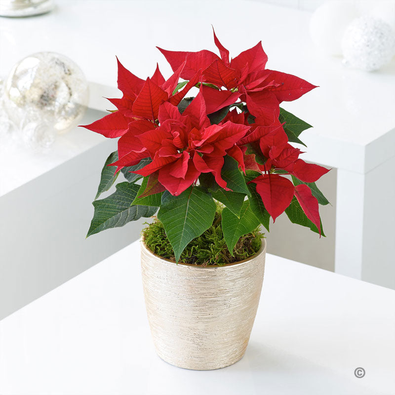 Christmas Poinsettia - Abi's Arrangements Ltd